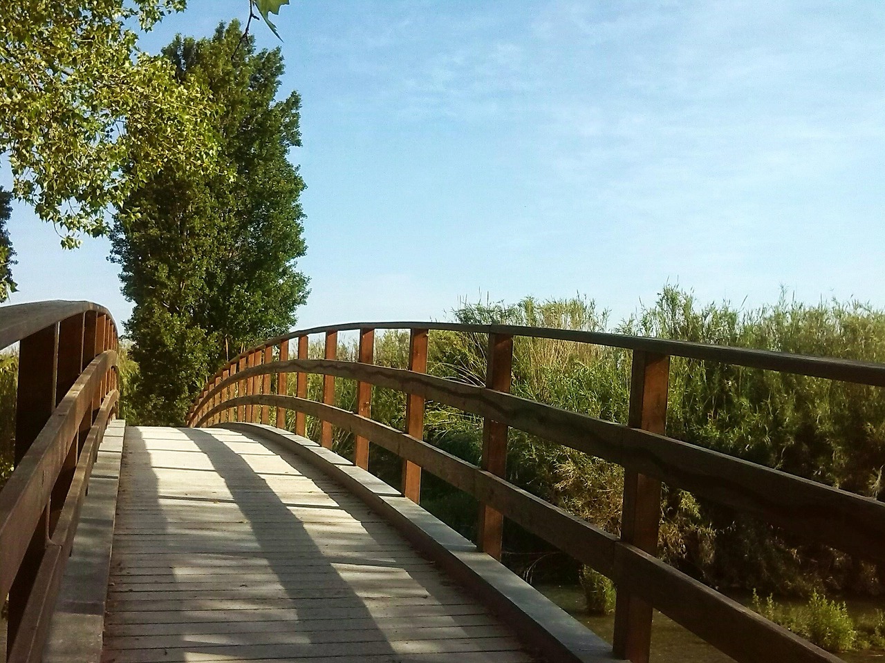 embark bridge, tree, path, entrepreneurship, landscape, nature, park, spring, begin, entrepreneurship, entrepreneurship, entrepreneurship, entrepreneurship, entrepreneurship