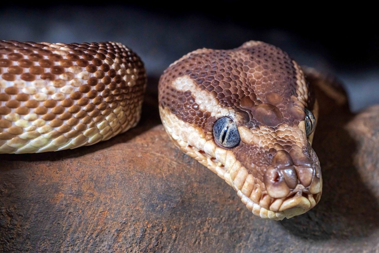 découvrez les meilleures stratégies de scaling pour développer efficacement votre entreprise et maximiser votre croissance.